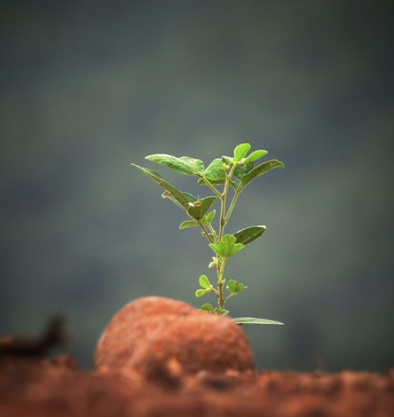 De prin lume adunate – Mini-seră într-o pungă