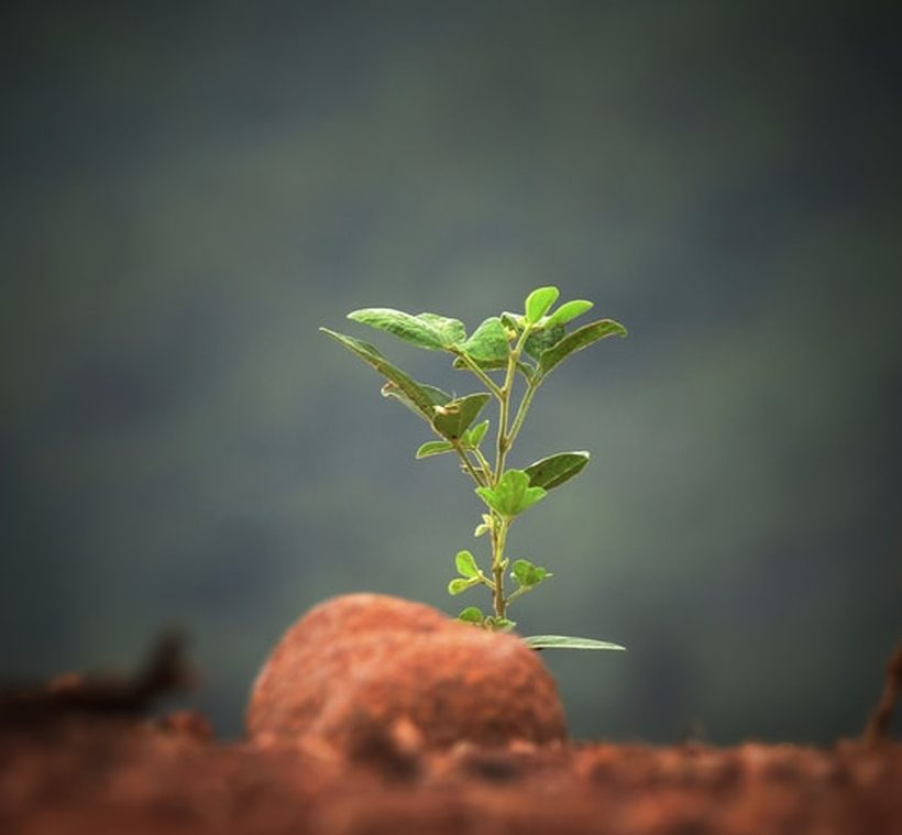 De prin lume adunate – Mini-seră într-o pungă