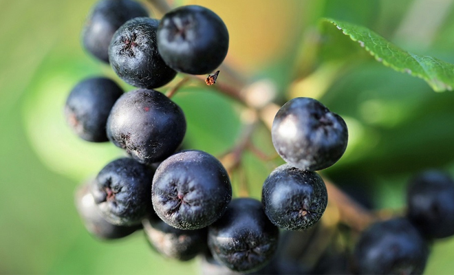 aronia.jpg