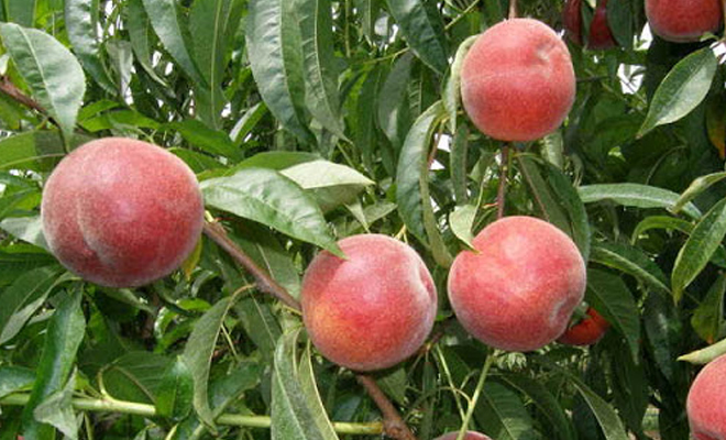 piersic-springbelle.jpg