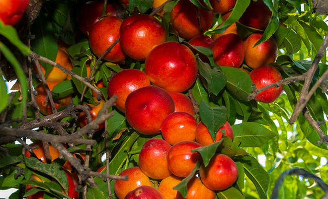 product-img-nectarin-sweet-red.jpg