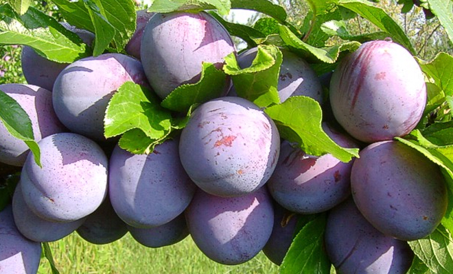 prun-althan-ringlo.jpg