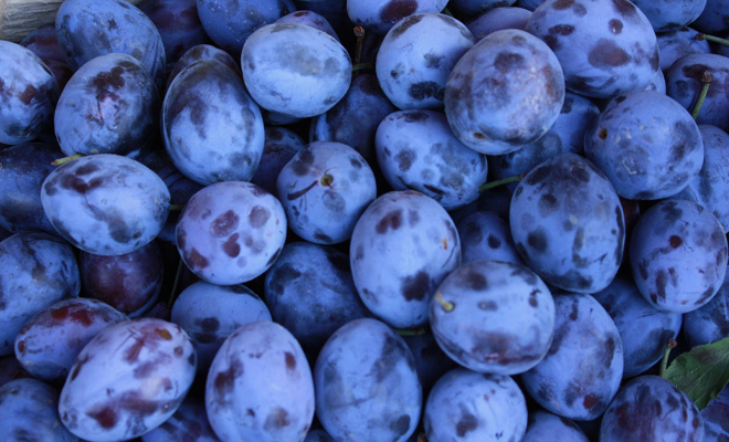prune.jpg