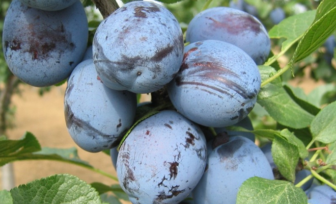 prunul-lepotica.jpg
