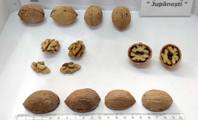 nuc-jupanesti.jpg