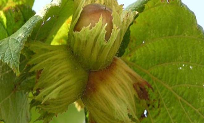 tonda-gentile-delle-langhe.jpg