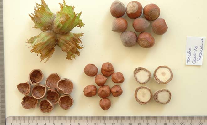 tonda-gentile-romana.jpg