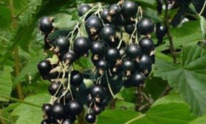 coacaz-negru-tisel.jpg