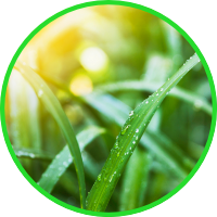 Garden-Sprinkler.png