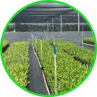Nurseries-Icon.png